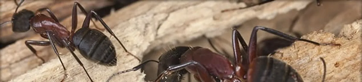 Close-up of ants on wood showing an active ant infestation in Ogden, UT