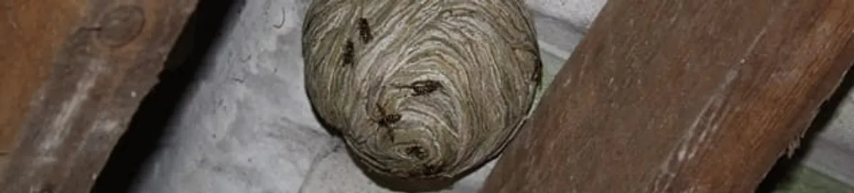 Wasp nest in an attic space, a common home infestation risk in Ogden, UT