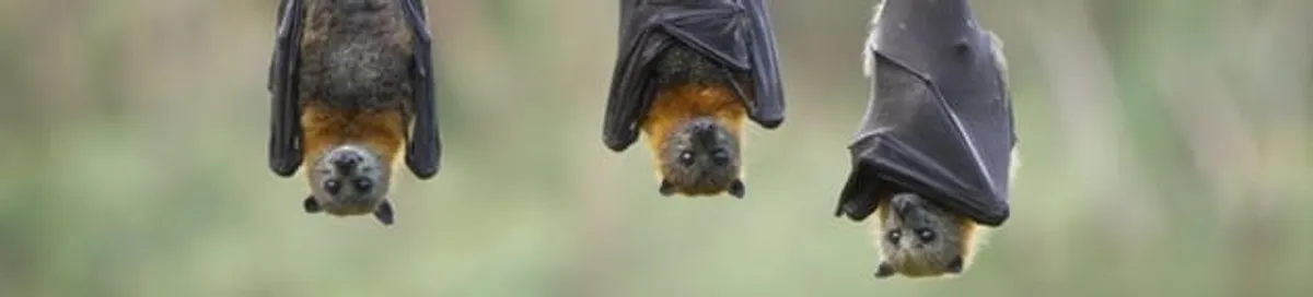 Bats roosting together, a common sign of a bat infestation in Ogden, UT
