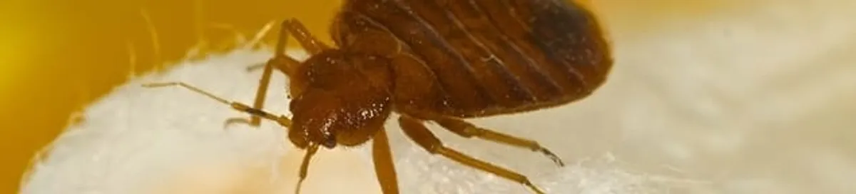 Close-up of a bed bug, a sign of an active infestation in Ogden, UT