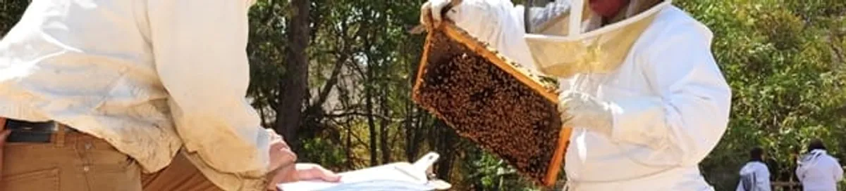 Bee removal specialists relocating a hive and honeycomb safely in Ogden, UT