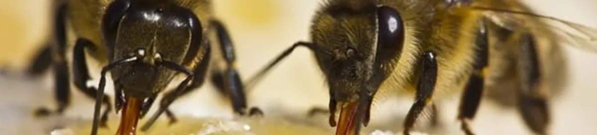 Close-up of honey bees, a sign of a nearby hive in Ogden, UT