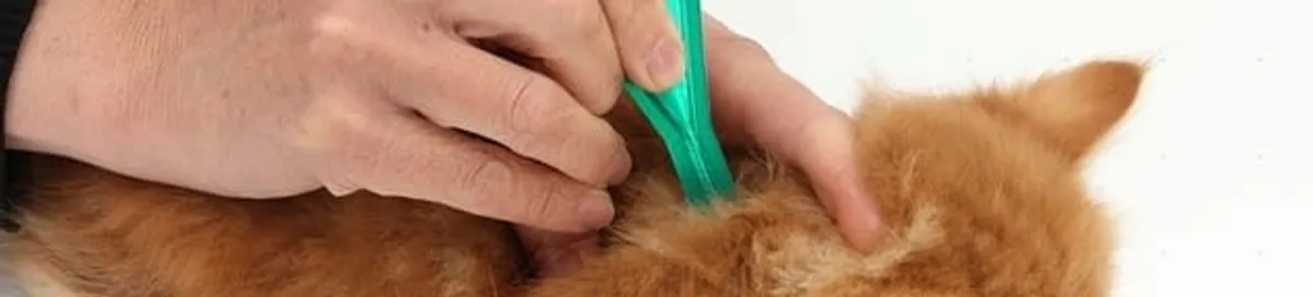 Flea treatment for pets using a flea comb, a sign of flea problems in Ogden, UT