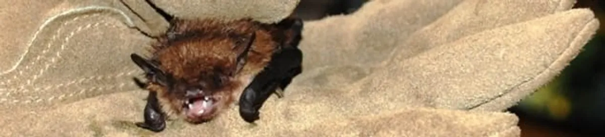 Bat removal specialist holding a bat safely during humane exclusion in Ogden, UT