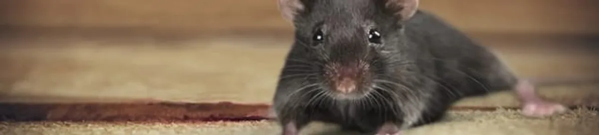 Mouse indoors, a common sign of a rodent infestation in Ogden, UT