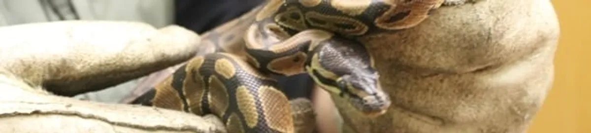 Snake removal specialist safely handling a snake with protective gloves in Ogden, UT