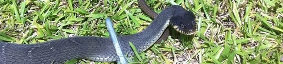 Snake in a yard, a common sign of a snake problem near a home in Ogden, UT