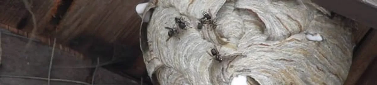 Close-up of a wasp nest with active wasps, a sign of an infestation in Ogden, UT